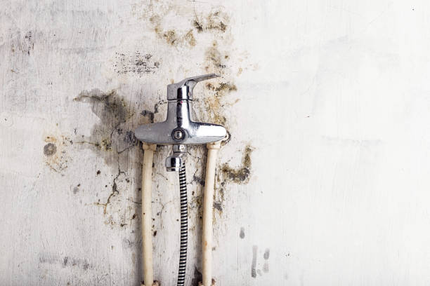Best Commercial Mold Removal  in Portsmouth, OH
