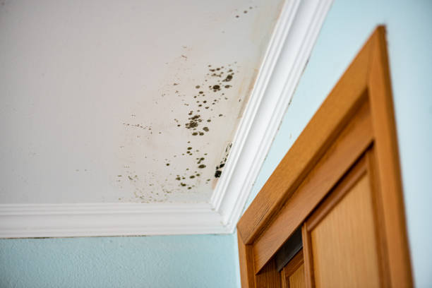 Professional Mold Removal in Portsmouth, OH