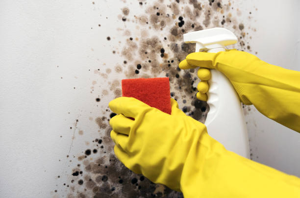 Best Fast Mold Removal  in Portsmouth, OH