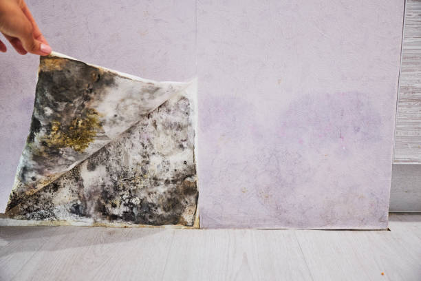 Best Best Mold Removal Companies  in Portsmouth, OH